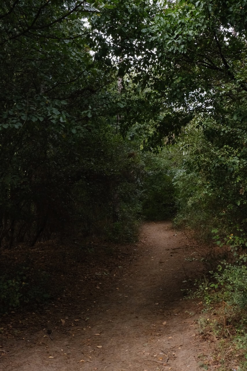 Forest path