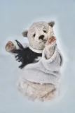 Polar bear