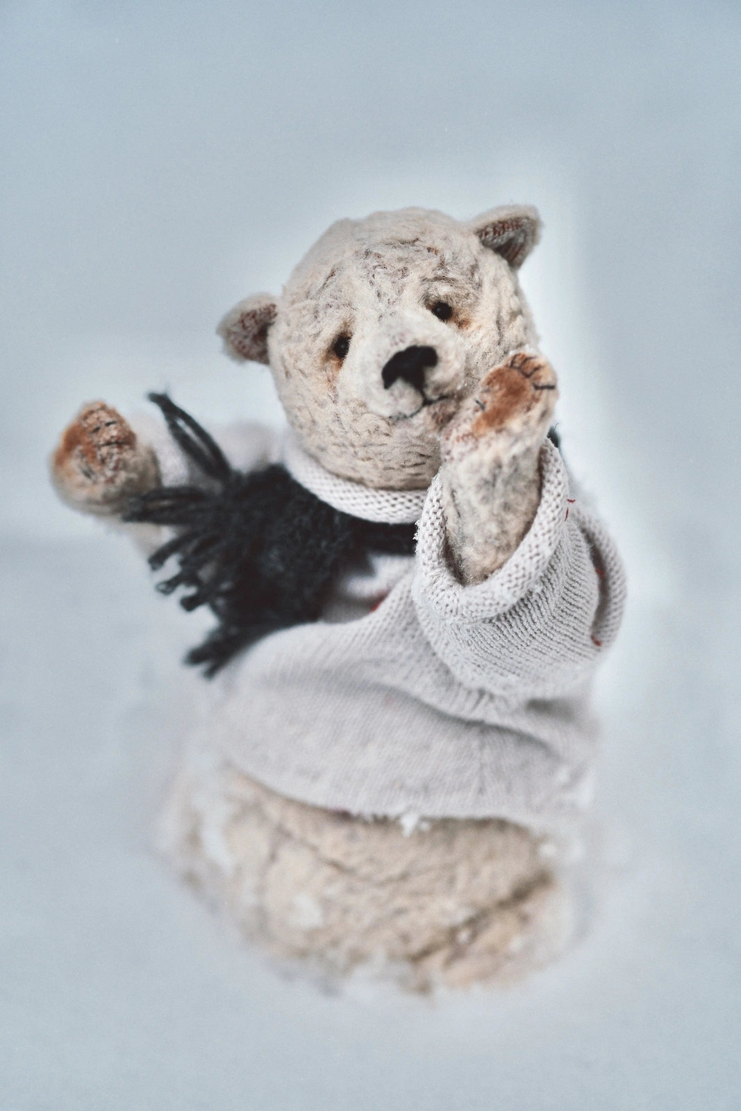 Polar bear