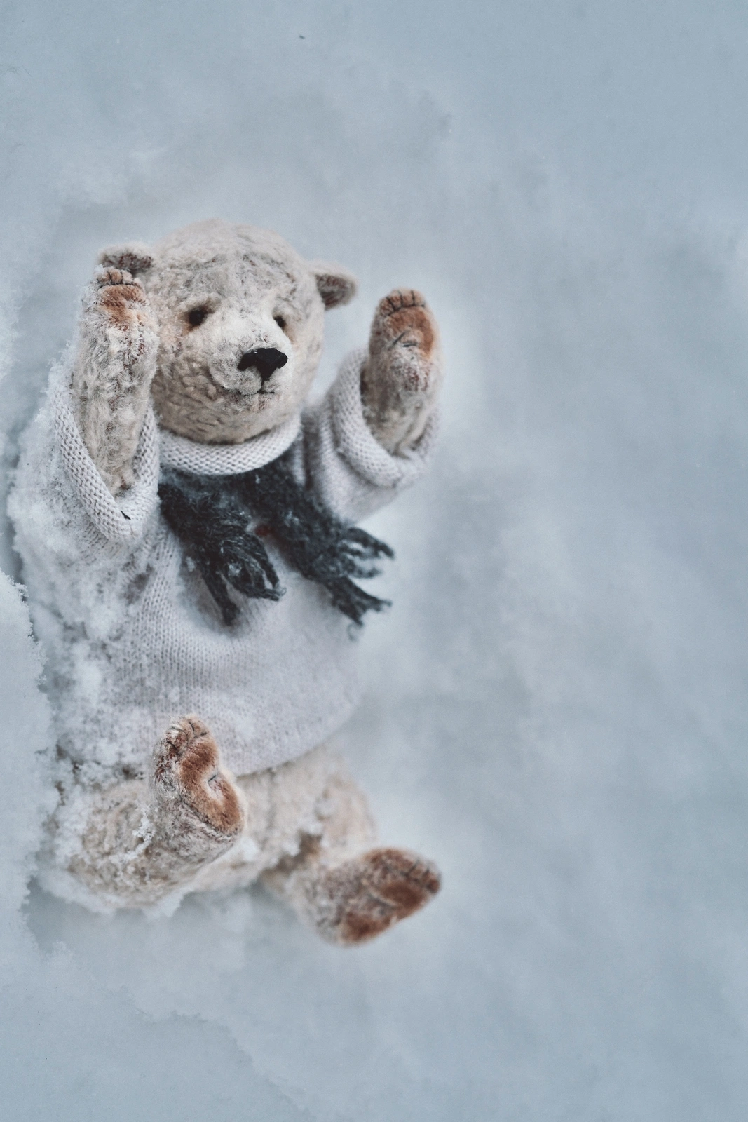 Polar bear