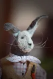 A Rabbit with a carrot
