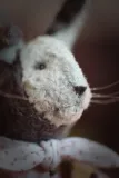A Rabbit with a carrot