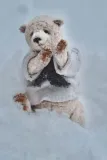 Polar bear