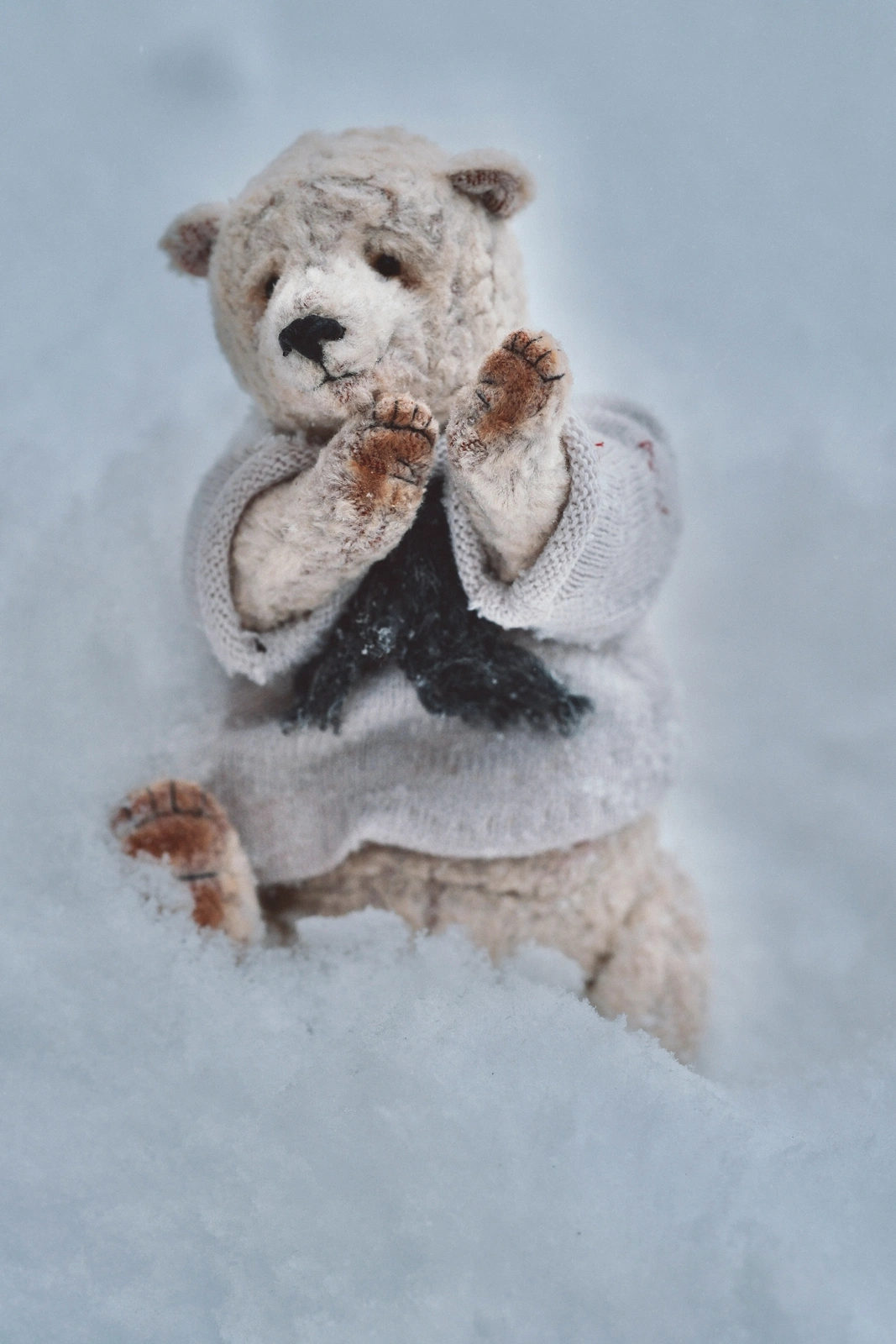Polar bear