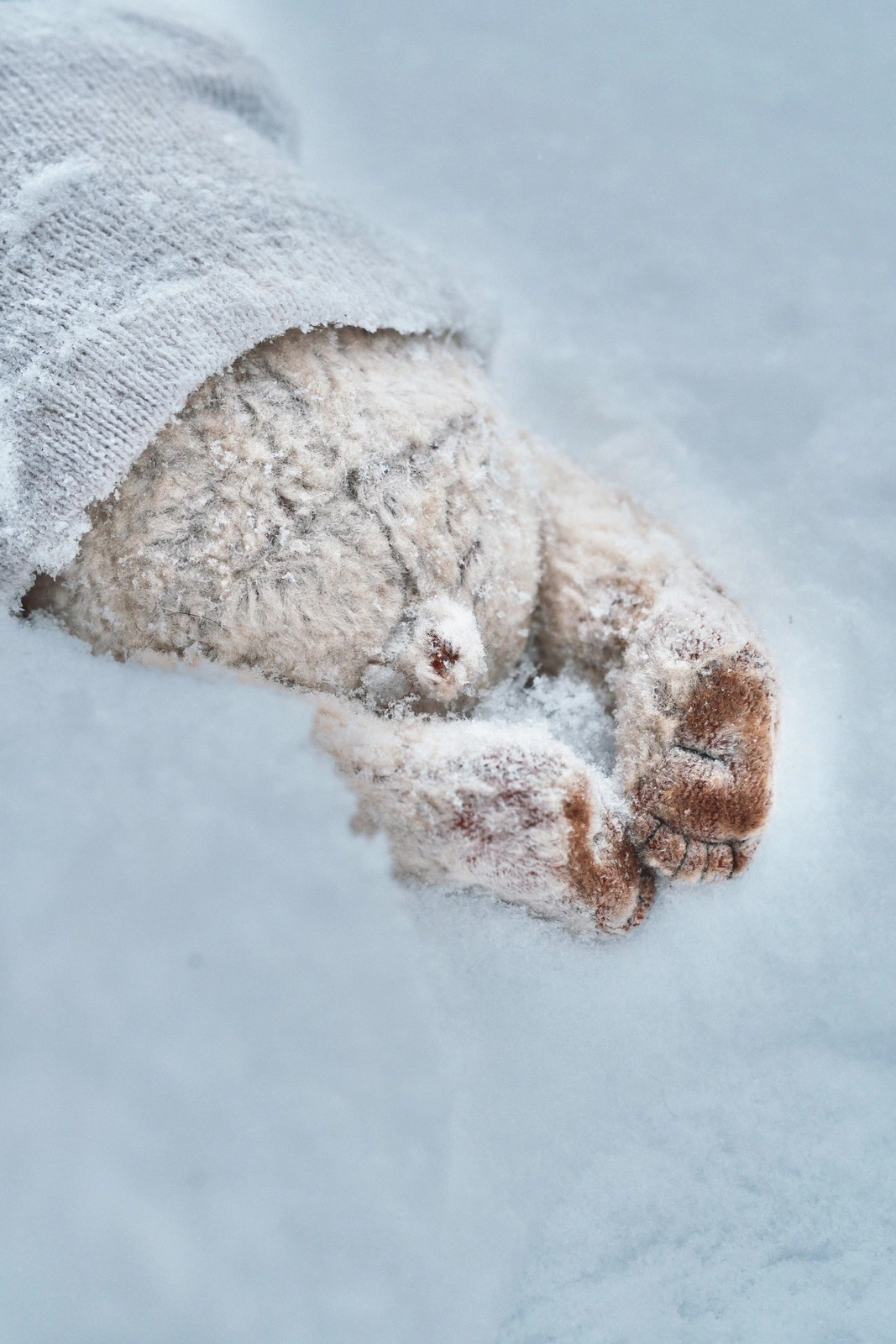 Polar bear