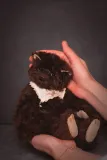 Calypso